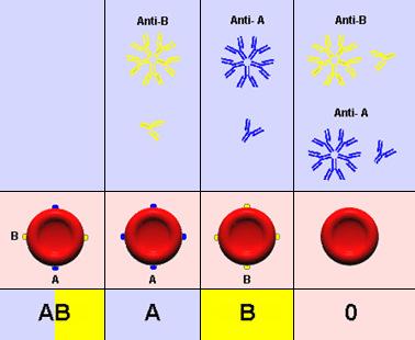 antitestet, amelyik saját A- vagy B-antigénjével reagál, de tartalmazza azt az antitestet,