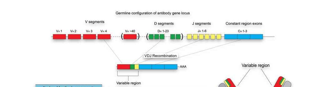 Az antigén felismerése a szerzett immunfolyamatok során Adaptív (szerzett) immunitás nagymértékben