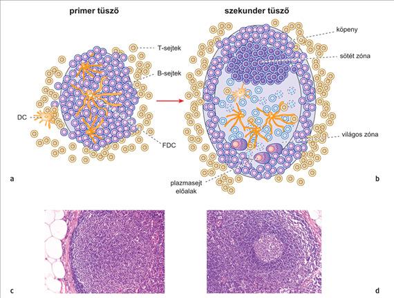 A nyirokszövet alapegysége a nyiroktüsző FDC: follikuláris