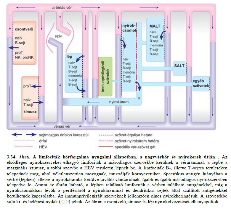 A limfociták körforgása ( járőrözés ), az ér- és a