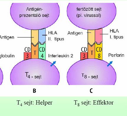 Példák a HLA/MHC antigének és a CD4/CD8 limfocita receptorok szerepére az antigén prezentáció és