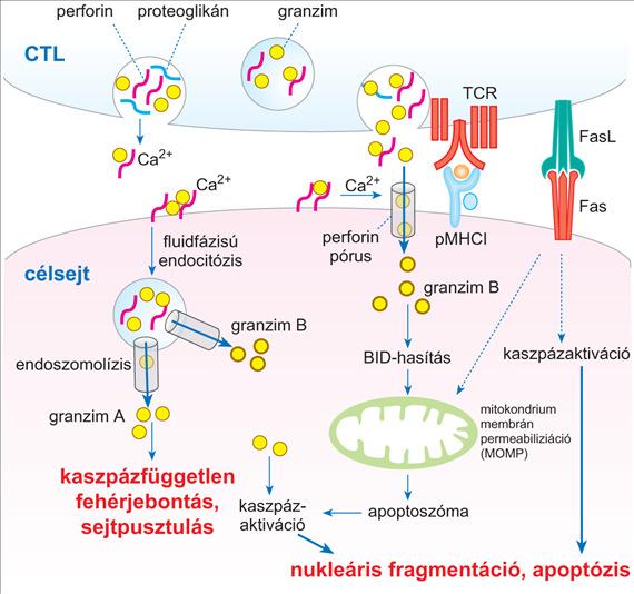 hordozó sejtek szelektív elpusztítása MHC-I: Major Histocompatibility Complex-I.