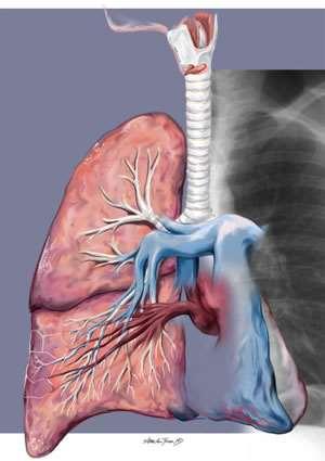 A tüdő nyirokkeringése A nyirokerek egyrészt az arteriolák szintjében a centrilobularis régióban kezdődnek (nincsenek jelen az alveoláris falban) és innen az artériákat