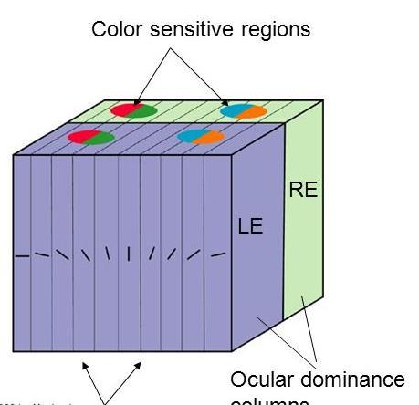 Információfeldolgozás a látókéregben Primer látókéreg V1 (Hubel & Wiesel, 1958) - receptordenzitás és kérgi képviselet összefügg - columnáris szerveződés Okuláris dominancia-egy neuron válaszait