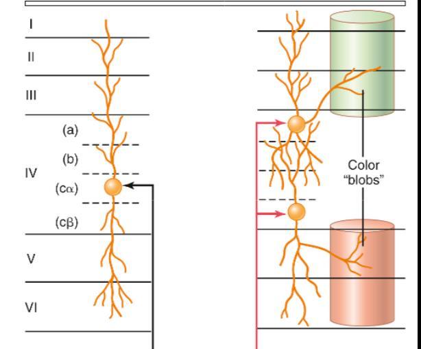 Információfeldolgozás a látókéregben Retina-Ganglionsejtek MAGNOCELLULÁRIS pálya