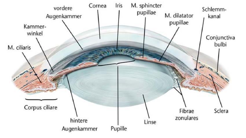 pupilla fényreflex II.