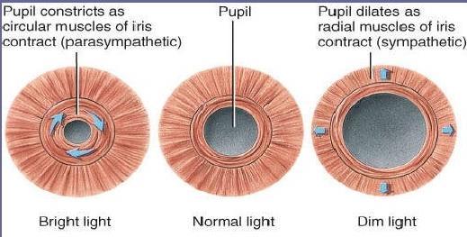 sphincter pupillae Musc.