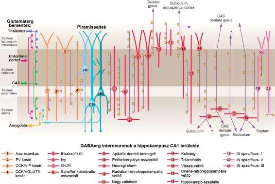 interneuronjai.
