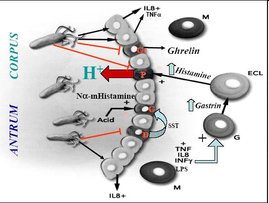 Fekélybetegség Helicobacter pylori Helicobacter