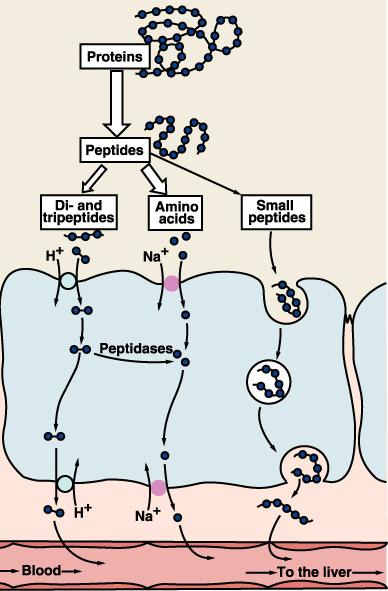 A fehérjék lebontásából keletkező peptidek és aminósavak felszívása LIPIDEK FELSZÍVÓDÁSA A lipidek újra szintetizálódnak FA-ból, koleszterinből és MG-ből A lipidek