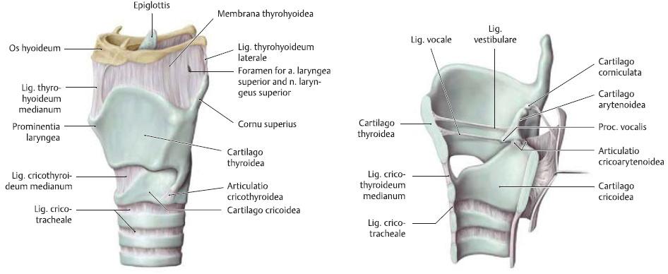 A gége porcos váza Cartilago thyroidea: Hyalinporc: Cartilago
