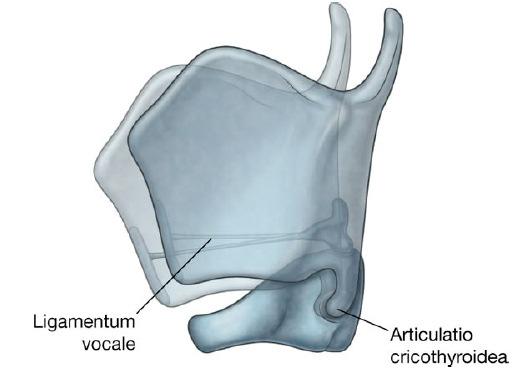 A gége ízületei Articulatio cricothyroidea: Cornu inferius + Facies