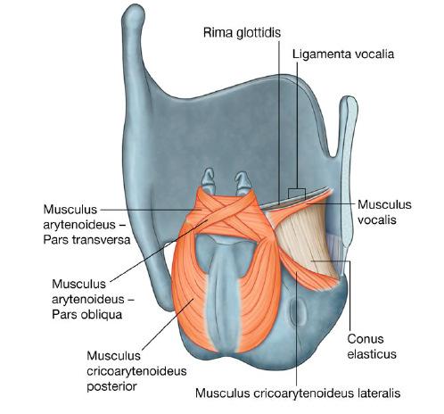 obliquus, aryepiglotticus Feszesíti a hangszalagot Feszesíti a