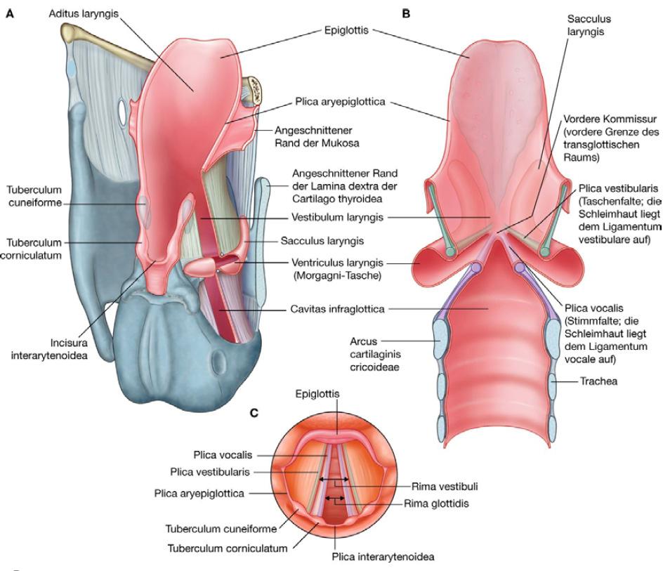 1 2 A gége ürege 3 Aditus laryngis: plica aryepiglottica,