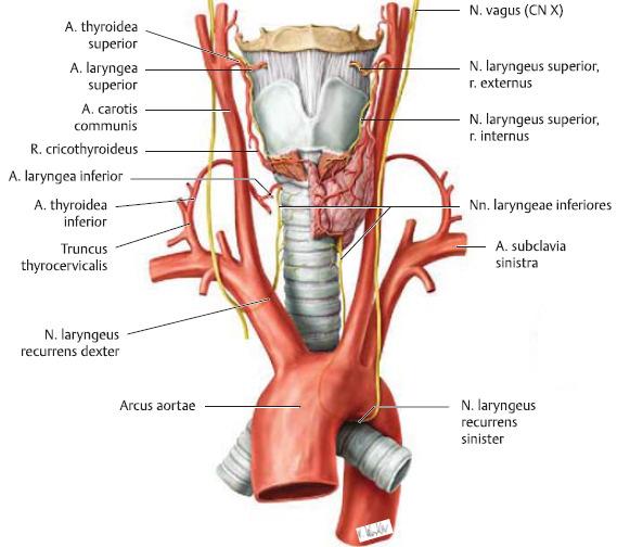 thyroidea superior A.