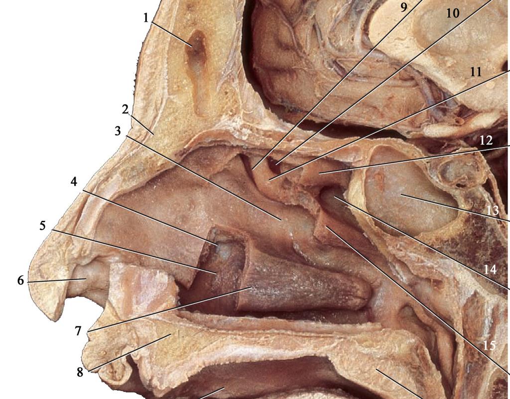 Azorrüreg reg laterális lis fala cadaver, sagittalis metszet 1 orrkagylók részben eltávolítva Sinus frontalis(1), concha nasalis superior(2), os nasale(3), meatus nasi superior(4), concha