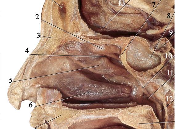 cranii anterior(13) sinus frontalis(1), os nasale(2), meatus nasi medius(3), ductus nasolacrimalis nyílása (4), meatus nasi inferior(5), vestibulum nasi(6), concha nasalis inferior(7), palatum