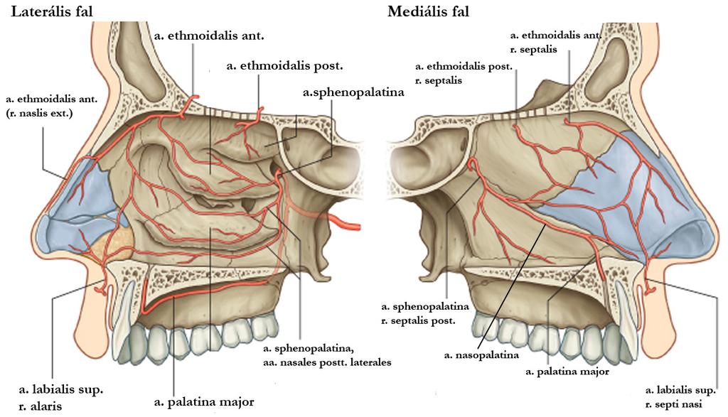 Azorrüreg reg vérellátása Locus Kisselbachi Canalis incisivus a. nasopalatina Anasztomózis Sinus sagittalis sup.(!