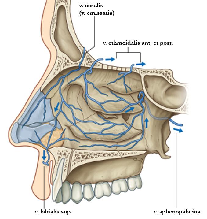 carotis externa a. maxillaris a. ophtalmica Plexus a. sphenopalatina pterygoideus a. ethmoidalis ant. a. ethmoidalis post.