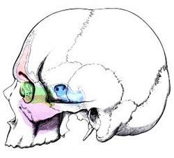 Recessus sphenoethmoidalis P: Cellulae ethmodales posteriores Meatus nasi superior F: Sinus