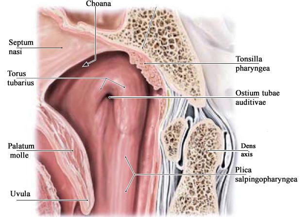 Pars nasalis pharyngis(nasopharynx) Cavum nasi mögött és palatum molle fölött, respiratórikus hám borítja Cavum nasival choanakon át közlekedik Nyeléskor