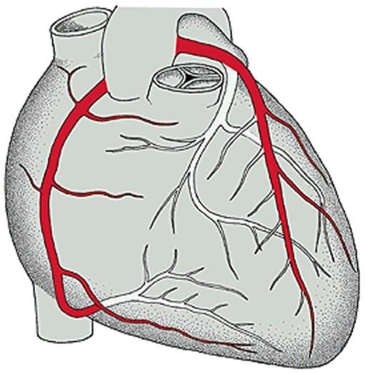 állapotfelmérés szív és nyaki erek fejlődnek