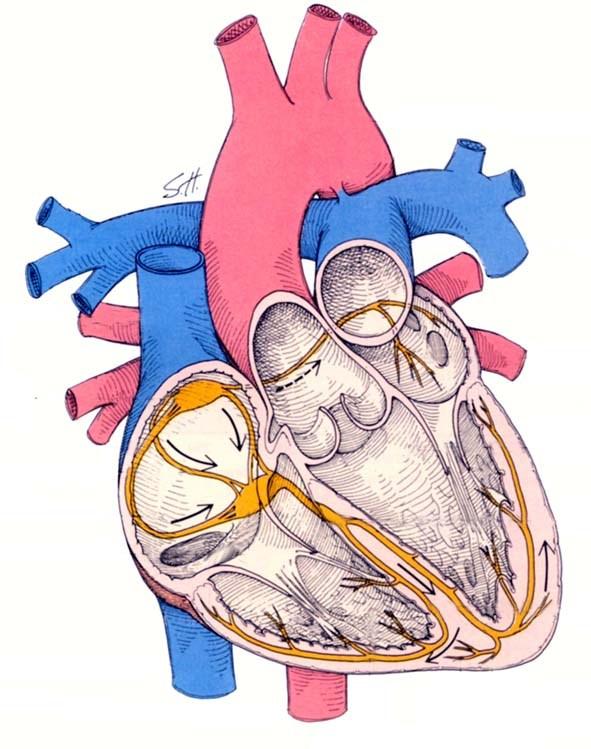 A szív és az erek szerkezete: - PDF Free Download