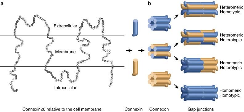 Connexinekből álló gap junction-ok felépítése: a) Connexinek: integráns membránfehérjék, 4 transzmembrán domainjük, 2 extracelluláris hurkuk és intracelluláris C és N terminálisuk van.