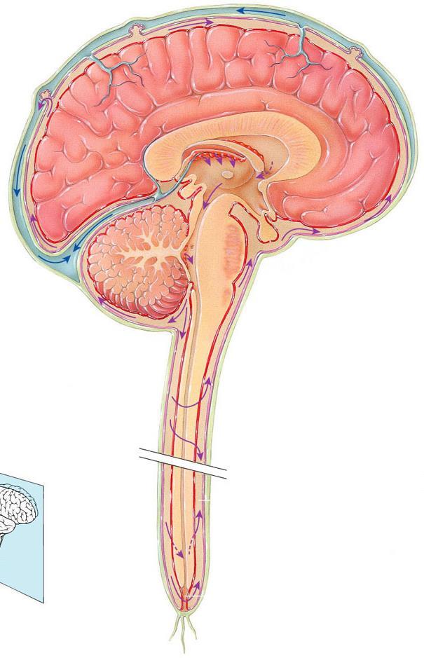 A cerebrospinális folyadék (CSF) keringése arachnoid villus szubarachnoideális tér agykamrák choroid plexus termelődés (főleg) az agykamrák choroid plexusaiban visszaszívódás agyi vénás szinuszokból