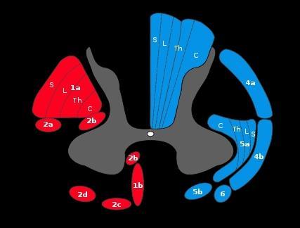 Rexed-laminák szerkezete A gerincvelő szerveződése Leszálló mozgatópályák Felszálló érzőpályák 1.