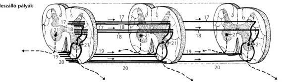 Leszálló pályák Gerincvelői pályák