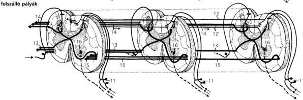 Interszegmentális pályák pl.