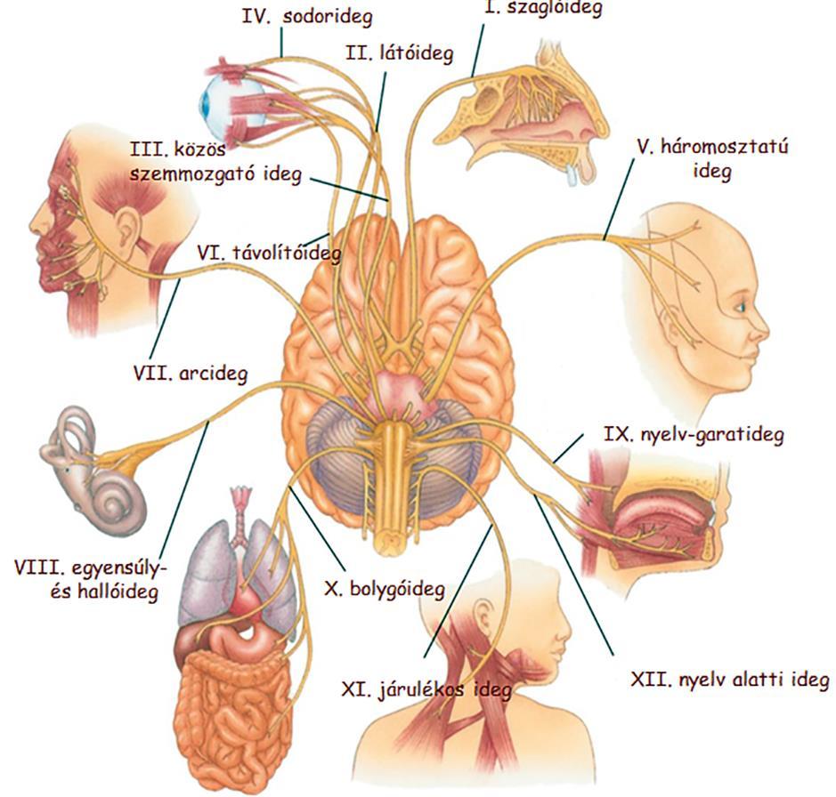 Agyidegek A szagló- és a látóideg nem perifériás idegek, hanem az agyhoz