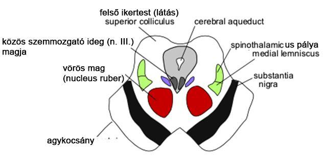 Agytörzsi régió, középagy (mesencephalon) Tectum (tető) colliculus superior (felső ikertest) látás colliculus inferior (alsó ikertest) - hallás ventralis tegmentalis area Tegmentum