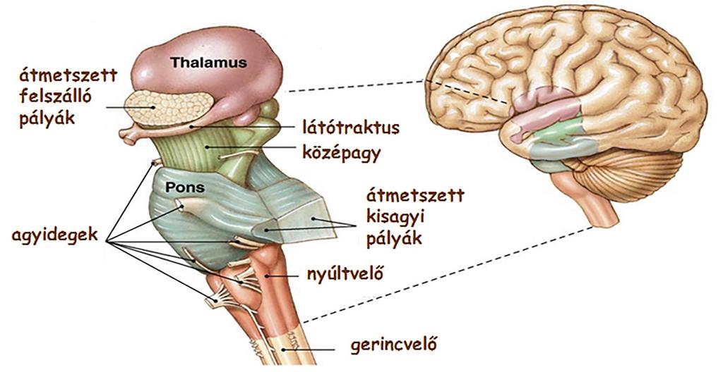 Az agytörzsi régió