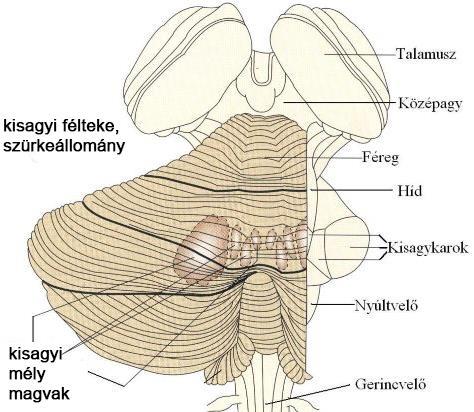 A kisagy szerkezete nyakszirti (occipitalis) lebeny alatt helyezkedik el erősen barázdált felszín