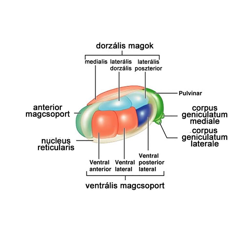 A köztiagyi terület a talamusz : a tudat kapuja, nélkülözhetetlen az érzékeléshez hallópálya átkapcsolóállomás: corpus geniculatum mediale (CGM) látópálya átkapcsolóállomása: corpus geniculatum