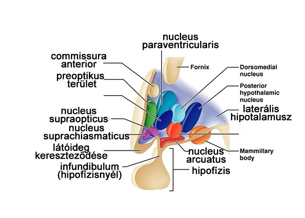 A köztiagyi terület a hipotalamusz : a homoesztázis biztosítása az autonóm idegrendszeren és az endokrin rendszeren keresztül : alapvető szerepet játszik az érzelmi (emocionális) magatartásban