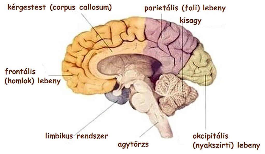Az emberi agykéreg lebenyei minden lebeny arról a csontról kapta a nevét, amely alatt fekszik az emberi agykéreg barázdált, a barázdák (sulcus) nagyobb részeket