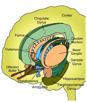 A limbikus rendszer belső szerkezeti kép koronális metszeti kép a színjelölés a két ábrán azonos Limbikus