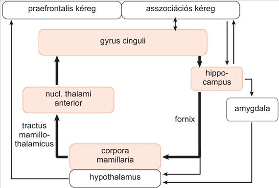 A limbikus rendszer A Papez-kör Papez-kör: hippocampus fornix corpora mamillaria tractus