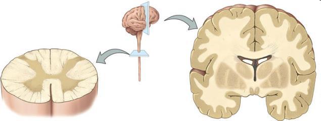 Az idegszövet főbb anatómiai felosztása központi idegrendszer - agy: ~10 11 idegsejt és ~10 13 gliasejt gerincvelő: ~10 8 idegsejt és ~10 10 gliasejt - szürkeállomány (főleg idegsejtek sejttestje) és