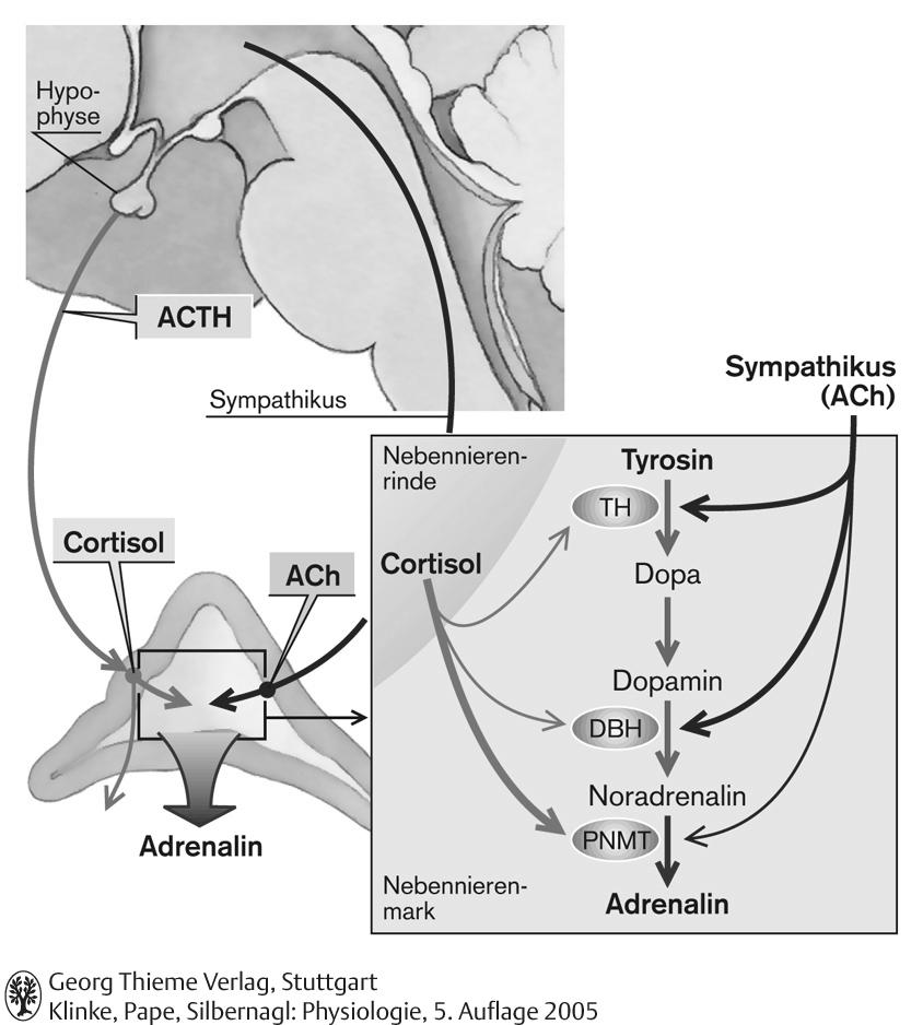 szintézisének gátlása Gyomor: sósavtermelés fokozása Központi idegrendszer (prefrontalis kortex, hippocampus, hypothalamus stb.