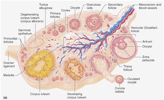 A tüsző teljes megérésekor a petesejt kiszabadul, bekövetkezik az ovuláció. Luteinizáció= a sejtek RNS és fehérjeszintézise felgyorsul. A változást az LH indítja meg.