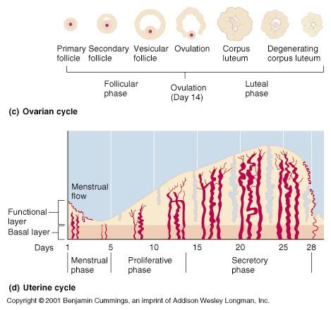 Endometriális ciklus: Méhnyálkahártya változása -a ciklus a menstruációs vérzés első napjával kezdődik, -méhnyálkahártya vékonyodik, kb 0.