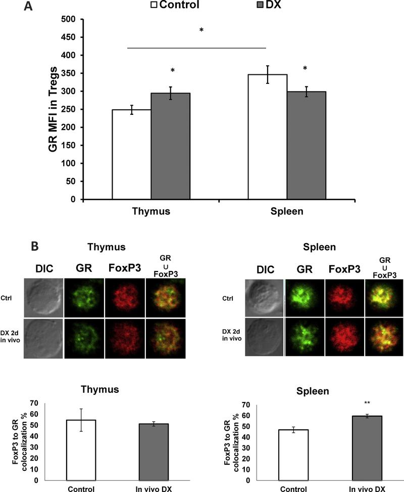 E. Ugor et al. Immunobiology xxx (2017) xxx-xxx Fig. 4. (A) Effect of DX treatment on the glucocorticoid receptor (GR) expression of Treg cells.