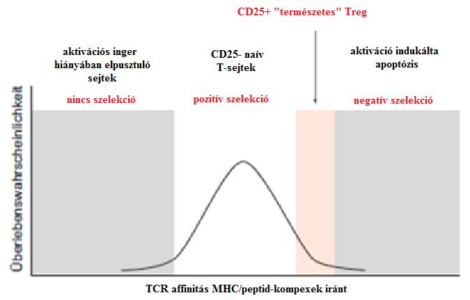 A negatív szelekciót túlélő érett T-limfociták vagy csak CD4, vagy csak CD8 koreceptort hordoznak a felszínükön (Single Positive SP).