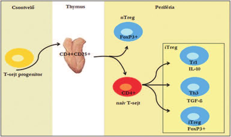 ÖSZZEFOGLALÓ REFERÁTUMOK / REVIEW ARTICLES Immunológiai Szemle/Immunology Quarterly 2013. V. évfolyam, 4. szám 2.