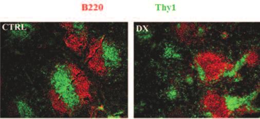 (A) A thymusban jellemzôen a kéreg-velô határon található Treg-sejtek (Foxp3-PE piros) elhelyezkedése (K: kontroll) már egyszeri DX-kezelés hatására diffúzzá válik (kék: DAPI).