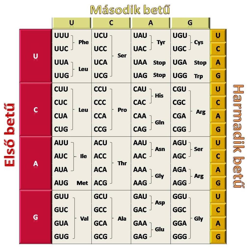 4. ábra. A genetikai kódtábla A genetikai kódtáblából az is látszik, hogy az egy azon aminosavat kódoló kodonok leggyakrabban csak a harmadik bázisban különböznek.